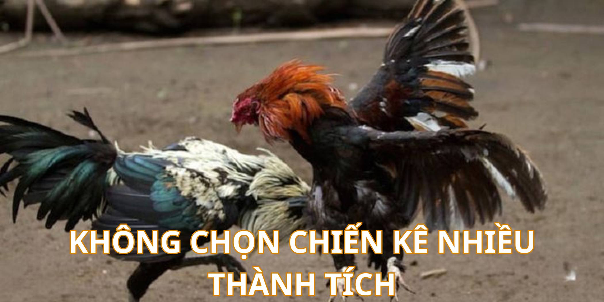 Chơi đá gà Kubet88 không nên bắt chiến kê có nhiều thành tích